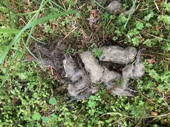 Mapa výskytu vlka v ČR: kde ho opravdu potkáte