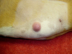 Mastocytom u psů
