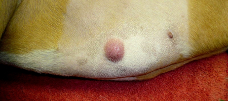 Mastocytom u psů