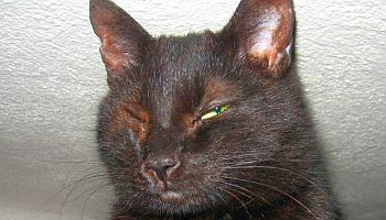 Červené žilky v oku kočky