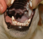 Trhání zubů u psa