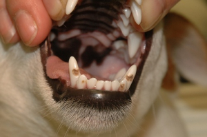 Trhání zubů u psa