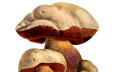 Máte rádi houby a hledáte kolik mají purinů? Tady je odpověď!