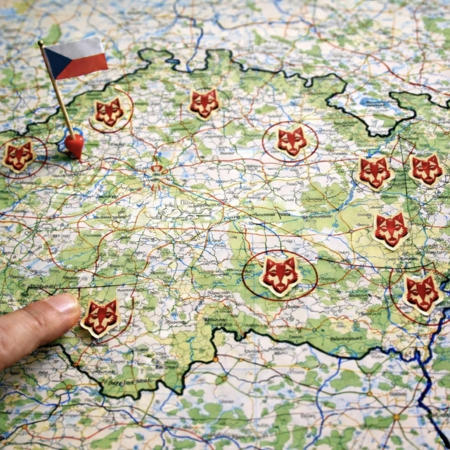 Mapa výskytu vlka v ČR: kde ho opravdu potkáte