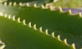 Domácí výroba pleťového krému z Aloe vera