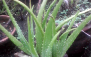 Jaká jsou nebezpečí šťávy z Aloe vera?