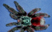 Pavouk avicularia versicolor