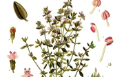 Tymián obecný (Thymus vulgaris)