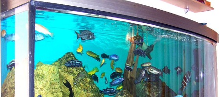 Sladkovodní akvarijní ryby