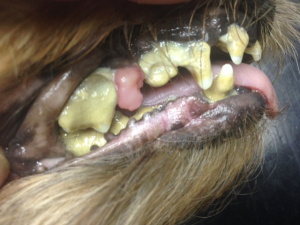 Zubní píštěl u psa