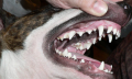 Nemocné dásně u psa