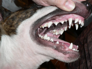 Nemocné dásně u psa