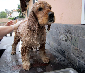 Suchá koupel pro psy
