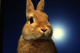 Zakrslý králík - délka života
