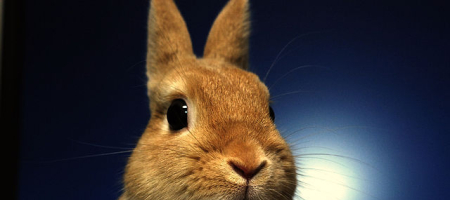 Zakrslý králík - délka života
