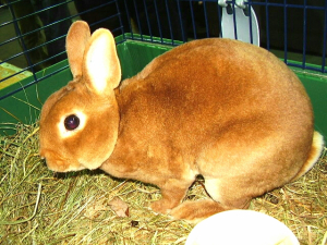 Ukázkové druhy krátkosrstých králíků